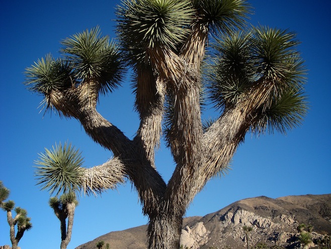 Joshua Tree